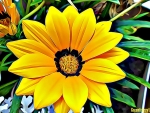 YELLOW FLOWER