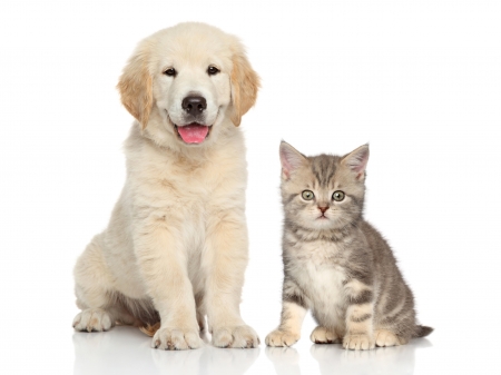 Puppy and kitten - animal, cute, caine, puppy, cat, pisica, kitten, pet, couple