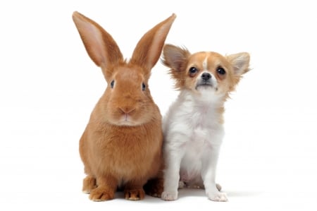 Bunny and Chihuahua - animal, cute, caine, puppy, chihuahua, rabbit, pet, couple, bunny, dog