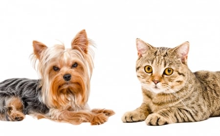 Puppy and cat - dog, cat, pet, pisica, animal, paw, yorkshire terrier, cute, puppy, couple