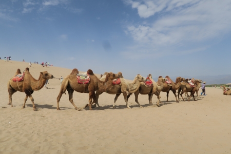 Ship of the Desert - camel, desert, ship of the desert, tourism