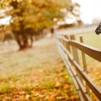 Owl Autumn Fence