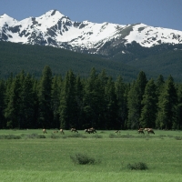 Deer in Field