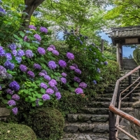 Purple Hydrangeas near Stone Steps