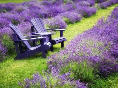 Summer Bench - summer, bench, flowers, field, lavender, nature, chair