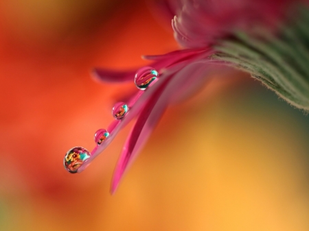 Water drops - macro, reflection, flower, photography