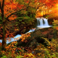 fall season forest waterfall