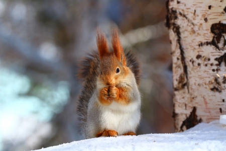 Squirrel - red, animal, squirrel, winter, cute, veverita