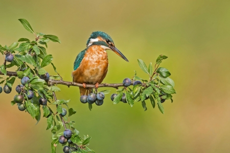 Kingfisher - bird, branch, kingfisher, berry, fruit, pasare