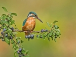 Kingfisher