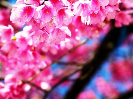 Cherry blossom - flower, pink, spring, blossom, sakura, blue, cherry, texture, skin