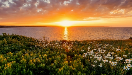 Golden sea sunset - summer, water, camomile, beautiful, beach, wildflowers, fiery, amazing, ocean, afternoon, reflection, coast, golden, sunset, sea