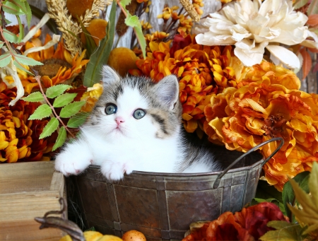 Among flowers - cat, adorable, fluffy, kitty, basket, kitten, sweet, pot, flowers, cute