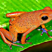 STRAWBERRY POISON FROG