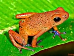 STRAWBERRY POISON FROG