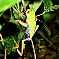 FROG CLIMBING