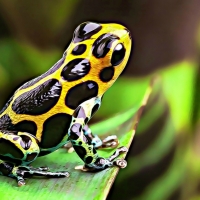 POISON DART FROG