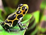 POISON DART FROG