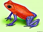 POISON DART FROG