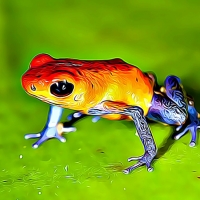 STRAWBERRY DART FROG