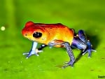 STRAWBERRY DART FROG