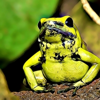 CUTE FROG