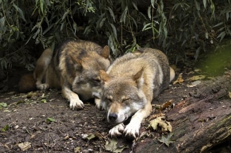 Sleepy Wolves - forest, pair, predators, nature, resting