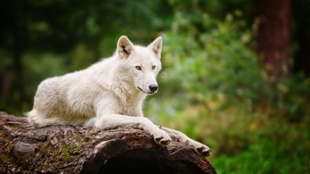 White Wolf - wildlife, nature, predator, tree, resting