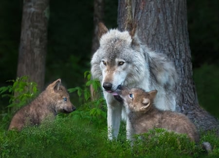 Happy Family - wolf, wildlife, nature, trees, forest, pups