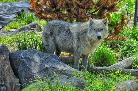 Grey Wolf - nature, predator, landscape, rocks, wildlife