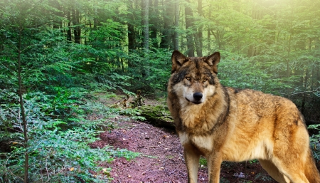 Eastern Wolf - wildlife, wolves, nature, predator, trees, forest