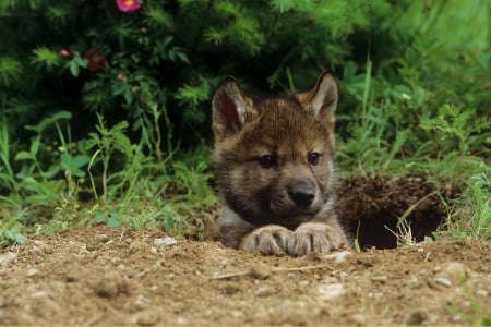 Sweetie - wolf, nature, wildlife, predator, puppy