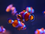 Clownfish