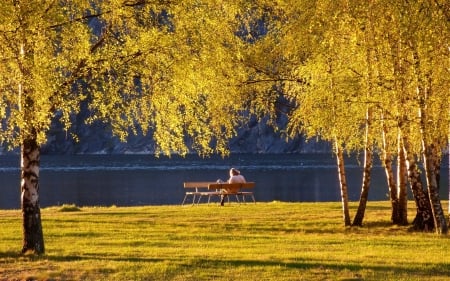 Autumn Mood - trees, benches, grass, birches, park