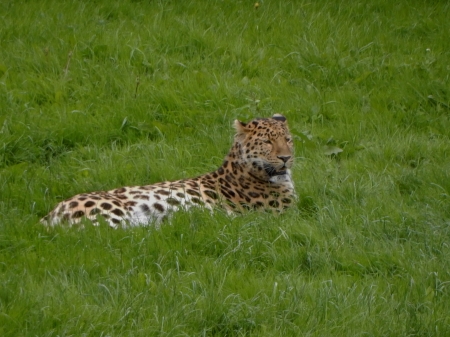 Amur Leopard - leopard, cat, amur, grass, large