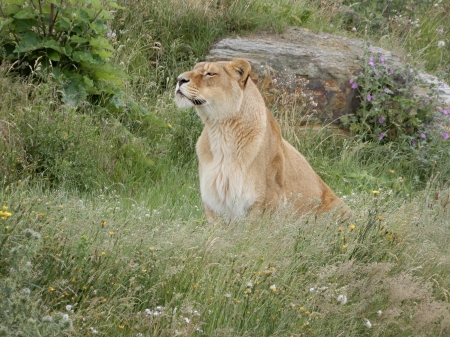 Inquisitive Lioness - large, grass, lioness, cat