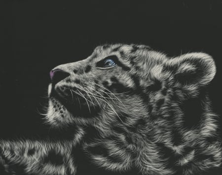 Snow leopard - cat, black, pisica, white, animal, snow leopard, bw, art, luminos