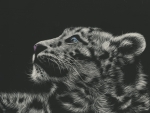 Snow leopard