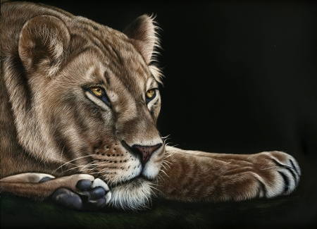 Lioness - paw, art, lion, cat, animal, lioness, black, pisica