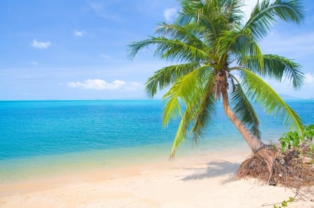 Beach - beach, palm tree, blue, green, summer, sea