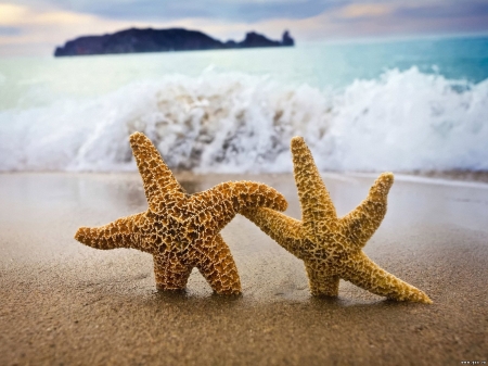 :-) - holiday, wave, starfish, beach, sea, couple