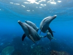 Dolphins