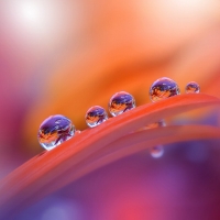 Droplets Wallpapers - Page 7 - Desktop Nexus