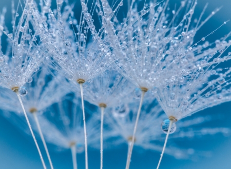 Dandelion seeds - white, summer, dandelion, seed, water drop, blue