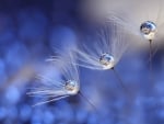 Dandelio seeds and water drops