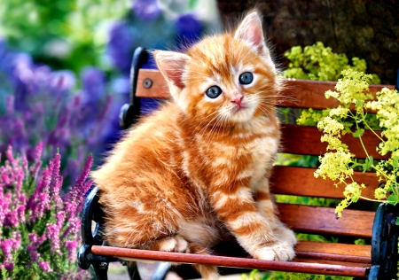 Ginger Kitten F - pets, animal, feline, beautiful, photography, cats, photo, wide screen