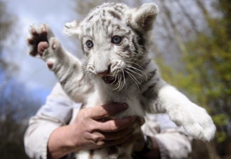 Albino Tiger Cub - cub, animals, albion, cats, tiger