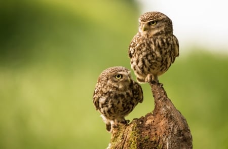 Owls - bird, small, bufnita, owl, green, pasare, cute, little, couple