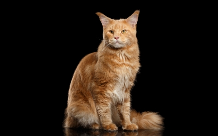 Maine Coon - black, pisica, ginger, maine coon, orange, cat