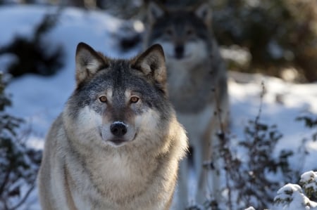 Wolves - lup, animal, winter, wolf, iarna